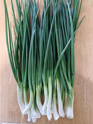 김상묵 님의 파 · 영농일지 작성글 사진