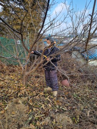 권오정님의 매실 · 영농일지 작성글 사진