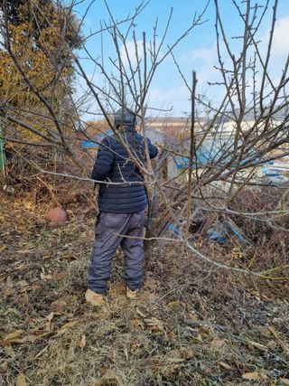 권오정님의 매실 · 영농일지 작성글 사진