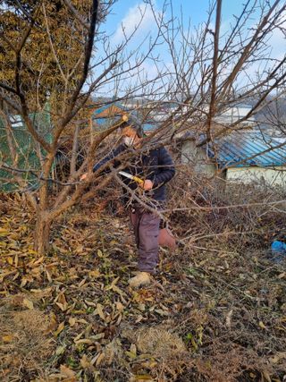 권오정님의 매실 · 영농일지 작성글 사진