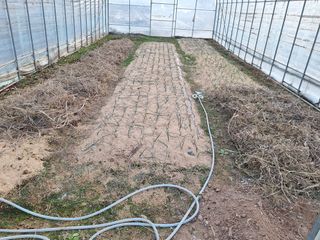 정희군님의 양파 · 영농일지 작성글 사진