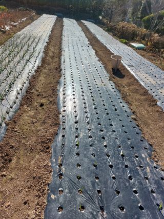 꽃뫼마실님의 기타작물 · 영농일지 작성글 사진