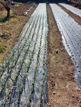 팜모닝 양파·영농일지 게시글 이미지