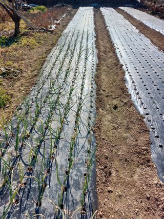 꽃뫼마실님의 양파 · 영농일지 작성글 사진
