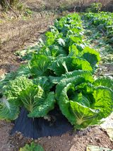 팜모닝 기타작물·영농일지 게시글 이미지