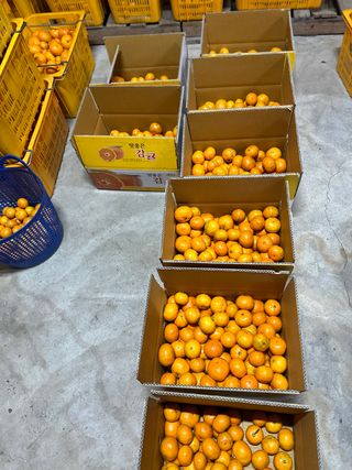 보리농장 고미경님의 기타작물 · 영농일지 작성글 사진