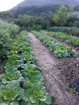 팜모닝 배추·영농일지 게시글 이미지