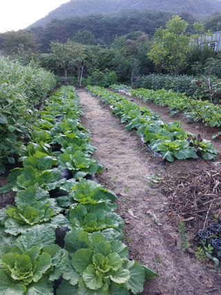 꽃뫼마실님의 배추 · 영농일지 작성글 사진