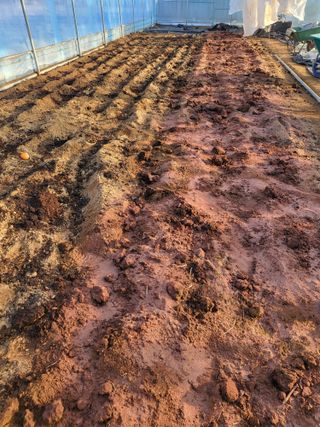 모링가팜님의 상추 · 영농일지 작성글 사진