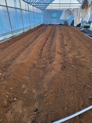 모링가팜님의 상추 · 영농일지 작성글 사진