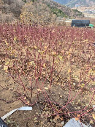 들깨15628님의 딸기 · 영농일지 작성글 사진