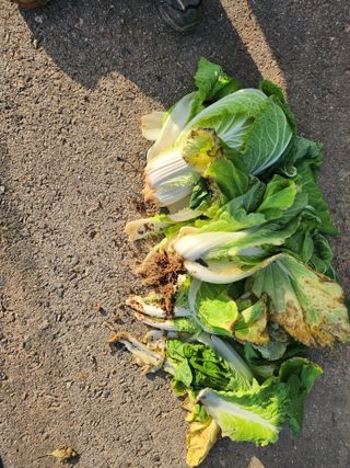 님의 기타작물 · 영농일지 작성글 사진