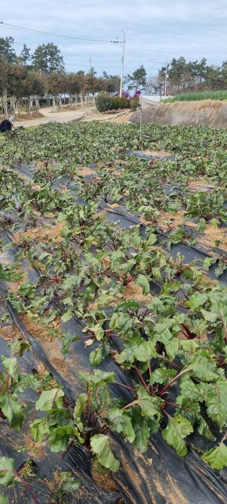 박종헌님의 기타작물 · 영농일지 작성글 사진