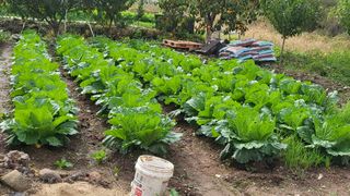 박유진님의 배추 · 영농일지 작성글 사진