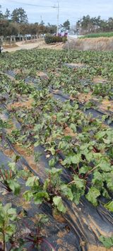 팜모닝 기타작물·영농일지 게시글 이미지