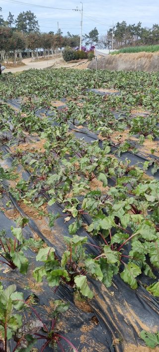 박종헌님의 기타작물 · 영농일지 작성글 사진