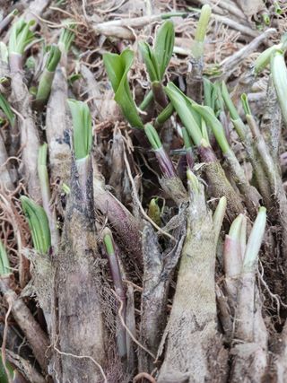 황덕순 님의 기타작물 · 영농일지 작성글 사진