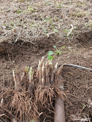 황덕순 님의 기타작물 · 영농일지 작성글 사진