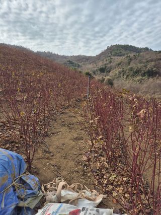 들깨15628님의 딸기 · 영농일지 작성글 사진