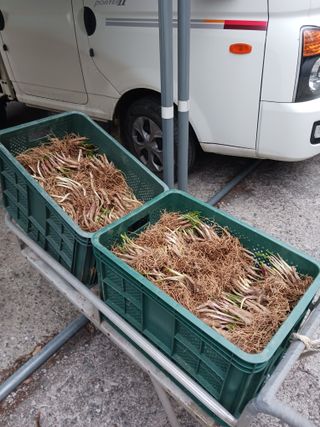 황덕순 님의 기타작물 · 영농일지 작성글 사진