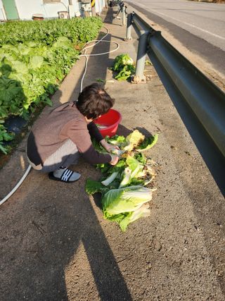 님의 기타작물 · 영농일지 작성글 사진