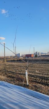 팜모닝 기타작물·영농일지 게시글 이미지