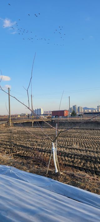 살구15128님의 기타작물 · 영농일지 작성글 사진