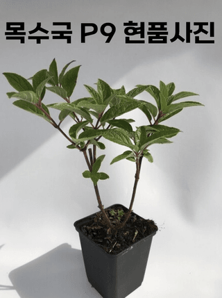 이선미님의 기타작물 · 영농일지 작성글 사진