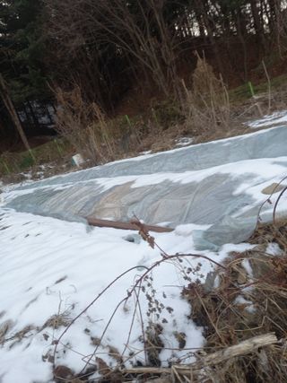 김영식님의 기타작물 · 영농일지 작성글 사진