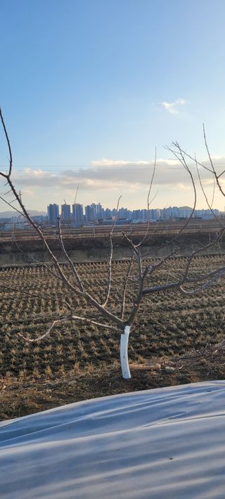 살구15128님의 기타작물 · 영농일지 작성글 사진