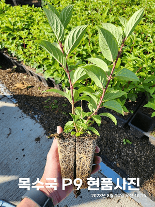 이선미님의 기타작물 · 영농일지 작성글 사진
