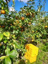 팜모닝 배·영농일지 게시글 이미지