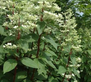 이선미님의 기타작물 · 영농일지 작성글 사진