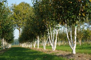 이선미님의 기타작물 · 영농일지 작성글 사진