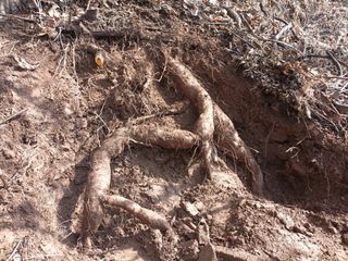 정희군님의 기타작물 · 영농일지 작성글 사진