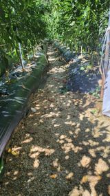 팜모닝 고추·영농일지 게시글 이미지