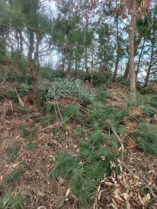 감11177님의 기타작물 · 영농일지 작성글 사진