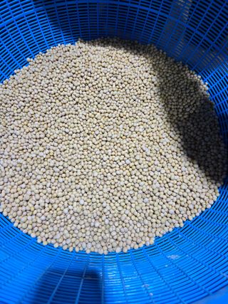 조일현님의 콩 · 영농일지 작성글 사진