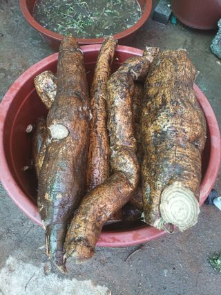 정희군님의 기타작물 · 영농일지 작성글 사진