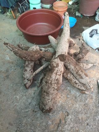 정희군님의 기타작물 · 영농일지 작성글 사진