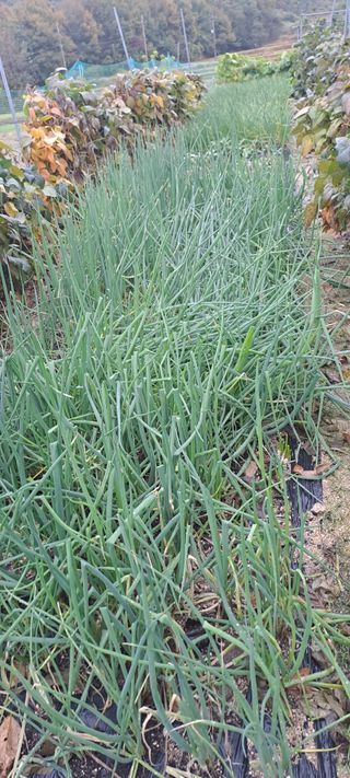 정영애4477님의 기타작물 · 영농일지 작성글 사진