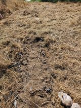 팜모닝 기타작물·영농일지 게시글 이미지