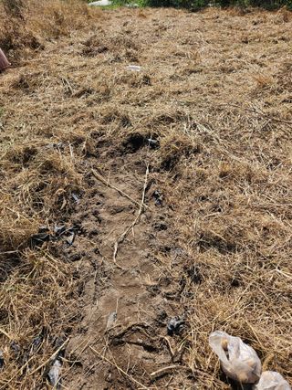 개미처럼이뽀식님의 기타작물 · 영농일지 작성글 사진