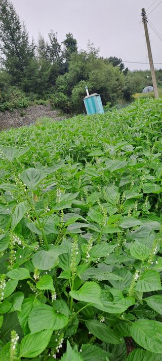 정영애4477님의 기타작물 · 영농일지 작성글 사진