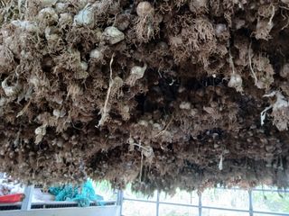 이진연님의 마늘 · 영농일지 작성글 사진