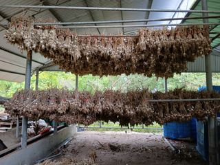 이진연님의 마늘 · 영농일지 작성글 사진