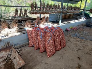 이진연님의 마늘 · 영농일지 작성글 사진