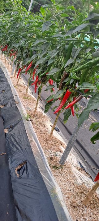 정영애4477님의 기타작물 · 영농일지 작성글 사진