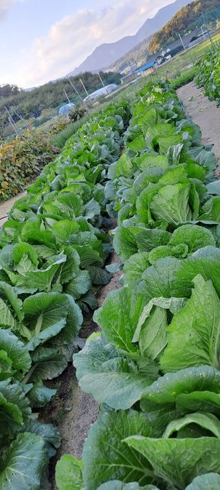 정영애4477님의 기타작물 · 영농일지 작성글 사진