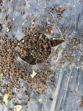 김제일주농장님의 상추 · 영농일지 작성글 사진